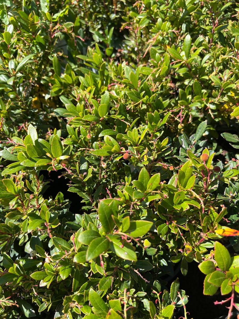 Dwarf Marina Strawberry Tree 1ft in 6" Pot, Evergreen Arbutus unedo, Small Garden Tree, Container Planting, Drought Tolerant
