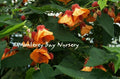 Abutilon 'Apricot' Live Plant in 6-Inch Pot with Soft Apricot Flowers, A. megapotamicum Hybrid, Garden or Indoor