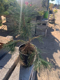 Japanese Black Pine Plant in 6" Pot, Pinus thunbergii for Bonsai, Landscaping, Indoor & Outdoor Use