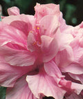 Kona Improve Hibiscus Plant 3-Gallon Pot, Pink Flowers, Fast-Growing Hibiscus rosa-sinensis, Tropical Garden, Container Plant