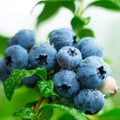 Sweetheart Blueberry Bush 6" Pot Vaccinium 'Sweetheart' Compact Garden Bush for Juicy Blueberries