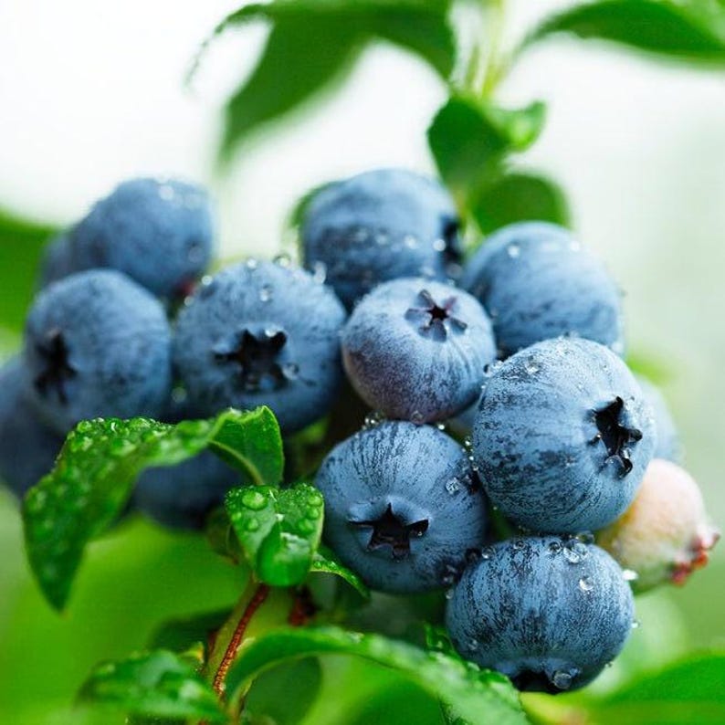 Sweetheart Blueberry Bush 6" Pot Vaccinium 'Sweetheart' Compact Garden Bush for Juicy Blueberries