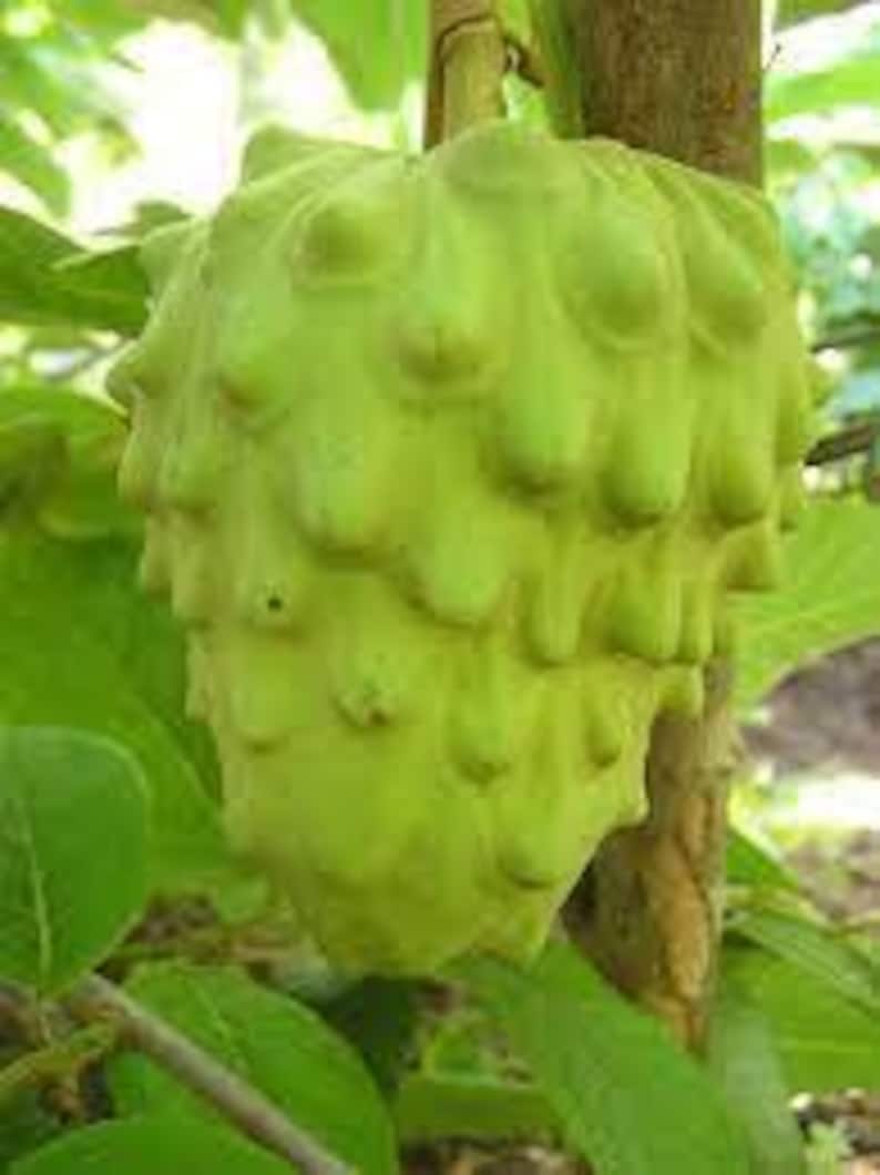Cherimoya Plant in 6-Inch Pot | Annona cherimola | Tropical Fruit Tree for Container Gardening