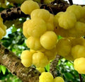 Tropical Gooseberry Plant - 3 Gal Pot - Chùm Ru?t - Amla Berry - Phyllanthus emblica - 2-3 Feet Tall Live Shrub