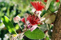 Pineapple Guava Plant - 1 Foot Tall in 6" Pot - Feijoa sellowiana - Tropical Fruit Tree for Garden or Container