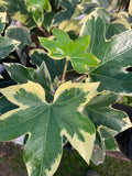 Fatshedera 'Angyo Star' Tree Ivy Live Plant in 6" Pot – Variegated Fatshedera lizei for Indoor & Outdoor Gardens
