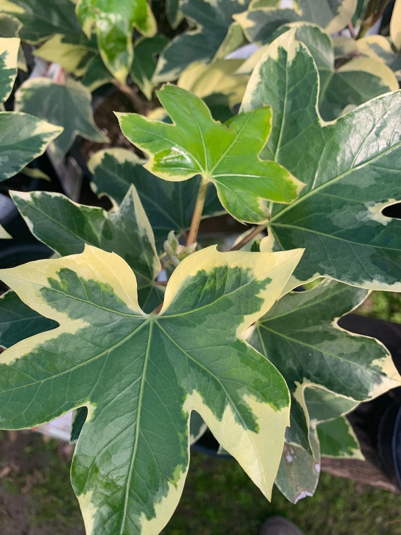 Fatshedera 'Angyo Star' Tree Ivy Live Plant in 6" Pot – Variegated Fatshedera lizei for Indoor & Outdoor Gardens