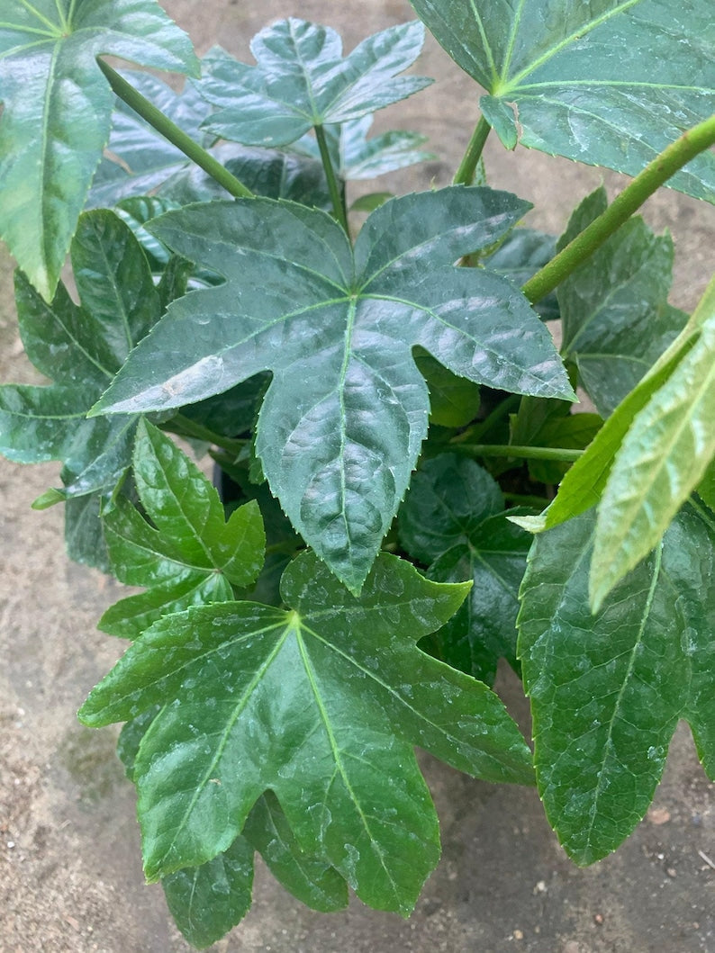 Japanese Aralia Plant in 6" Pot, Fatsia Japonica with Large Lobed Leaves, Indoor & Outdoor Shady Area Plant