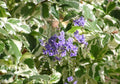 Duranta Repens Variegated Live Plant – 1 Foot Tall, 6-Inch Pot, Tropical Ornamental Foliage, Butterfly Attracting, Indoor & Outdoor