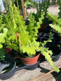 Zig Zag Cactus Plant in 3” Pot Epiphyllum anguliger Indoor Houseplant Easy Care Unique Decor