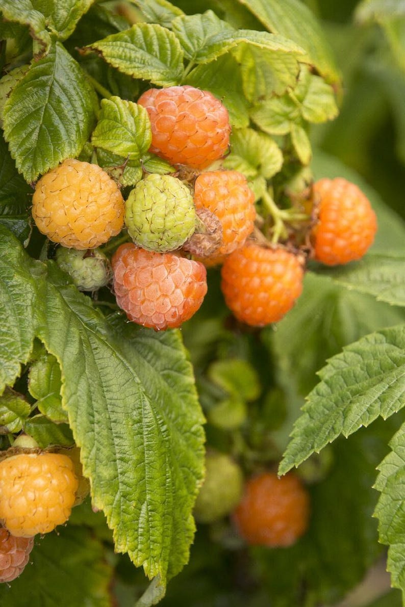 Fall Gold Raspberry Plant - 6" Pot - Self-Fertile Yellow Berries - Rubus idaeus 'Fall Gold' for Fresh Eating & Preserves