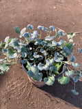 Dichondra 'Silver Falls' Live Plant in 6-Inch Pot, Trailing Silver Foliage, Ground Cover, Dichondra argentea