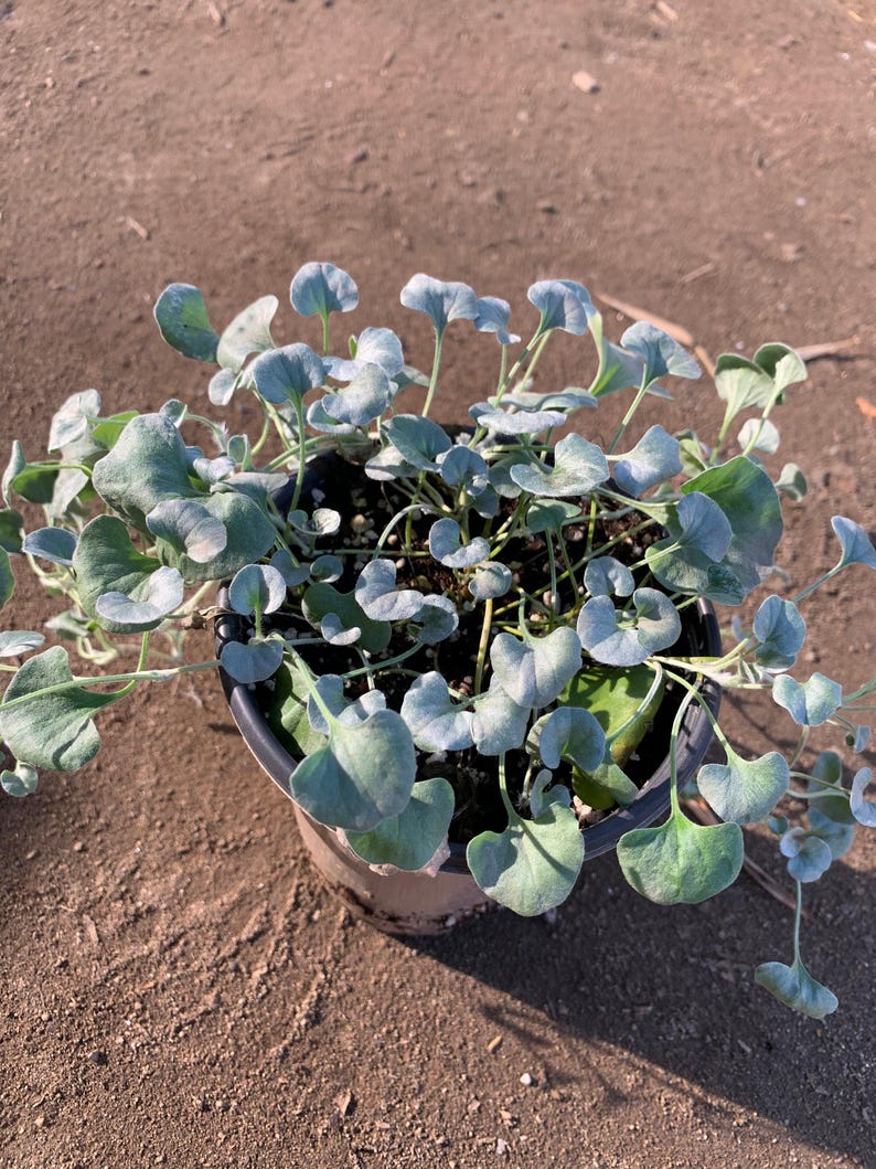 Dichondra 'Silver Falls' Live Plant in 6-Inch Pot, Trailing Silver Foliage, Ground Cover, Dichondra argentea