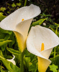 Giant White Calla Lily Plant 1-Gallon Pot Zantedeschia aethiopica with Large Blooms and Spotted Leaves for Gardens or Ponds