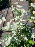Snow Bush Plant 1 Gallon Pot - White Variegated Foliage - Breynia disticha