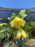 Abutilon Chiffon Live Plant in 6-Inch Pot – Flowering Maple Shrub with Yellow Bell-Shaped Flowers