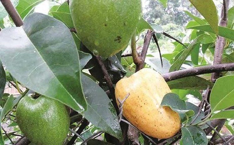 Pond Apple Tree - 1-2 Feet Tall - Annona glabra - Flood Tolerant Tropical Fruit Tree in 6-Inch Pot