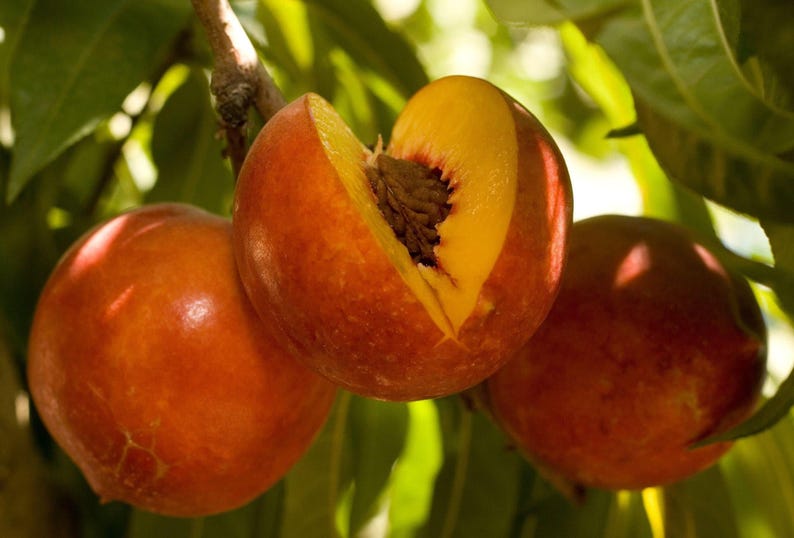 Nectarine Tree - 3 Gallon Pot - Double Delight Pink Flowers & Yellow Fruit - Prunus persica