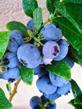Emerald Blueberry Plant in 6" Pot Vaccinium corymbosum - Early Ripening Berries, Compact Shrub for Garden or Container