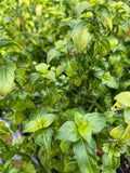 Mushroom Plant 1 Gal Pot Rungia Klossii Edible Greens for Salads, Soups, Stir Fry, Culinary Herb