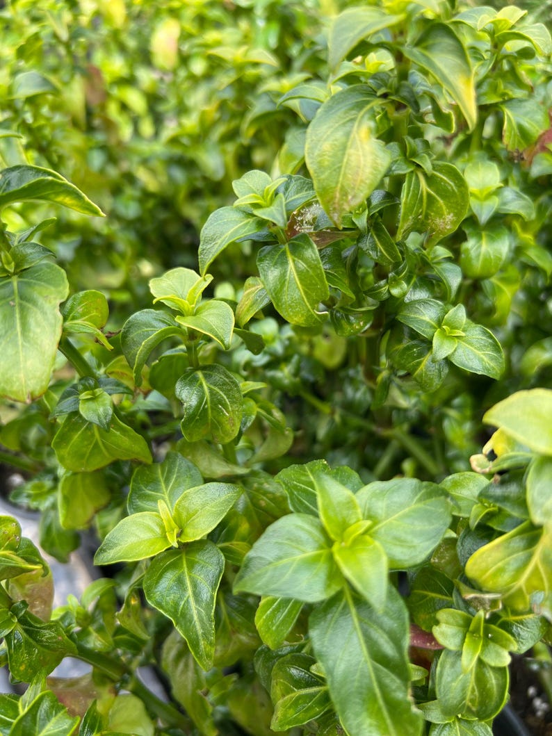 Mushroom Plant 1 Gal Pot Rungia Klossii Edible Greens for Salads, Soups, Stir Fry, Culinary Herb