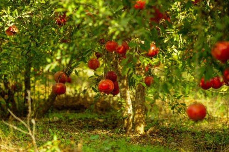 Wonderful Pomegranate Tree - 3 Gal Pot - Punica granatum - Juicy Red Fruit, Ornamental, Drought Tolerant, Fruit Tree