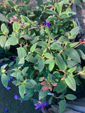 Princess Flower Plant 6" Pot Tibouchina urvilleana Tropical Evergreen Shrub with Deep Purple Flowers