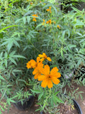 Live Plant 1-Gallon Tagetes lemonii Mexican Bush Marigold with Orange-Yellow Flowers, Sun to Part Shade