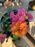 Lantana Plant in 1-Gallon Pot - Rose Variety - Lantana camara - Butterfly Attracting, Drought-Tolerant, Full Sun Shrub