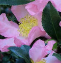 Camellia Plant 1 Gallon - Cleopatra Variety with Fragrant Blooms - Camellia japonica for Garden, Patio, Landscape