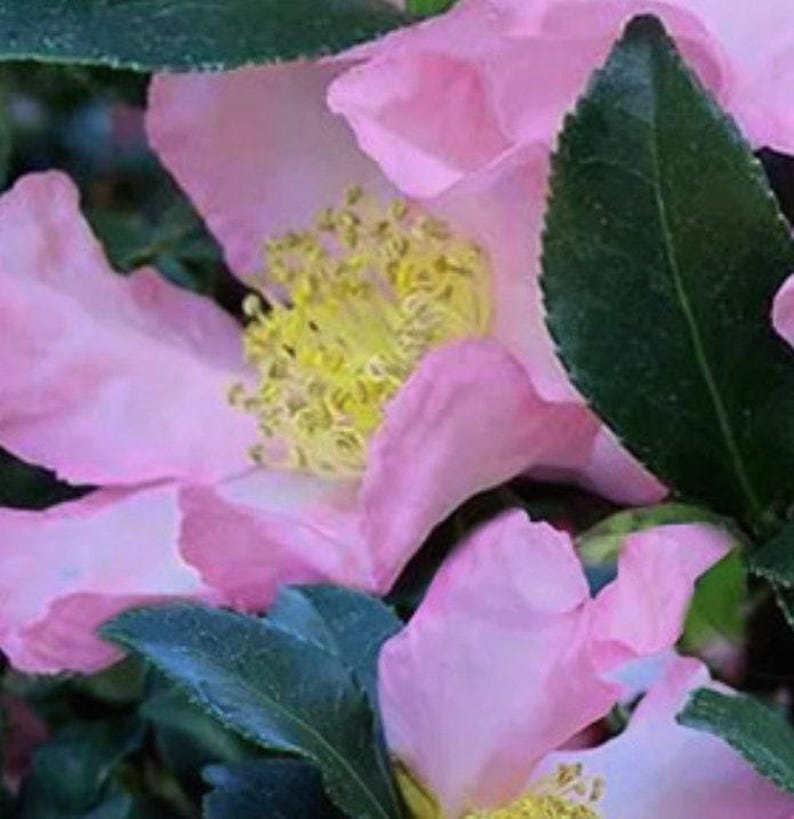 Camellia Plant 1 Gallon - Cleopatra Variety with Fragrant Blooms - Camellia japonica for Garden, Patio, Landscape