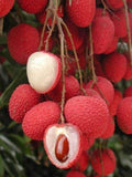 Sweet Heart Lychee Tree - Live Plant in 3 Gal Pot - Airlayered, 2 Feet Tall - Litchi chinensis Tropical Fruit Tree