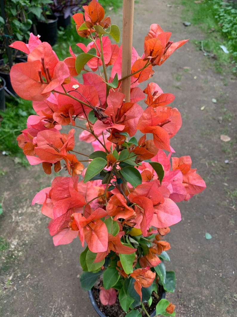 Bougainvillea Live Plant 3-Gallon Pot Orange King Varietal Bougainvillea glabra 3-4 Feet Tall