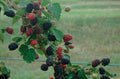 Blackberry Plant - 6" Pot - Prime-Ark Freedom Everbearing Rubus fruticosus - Disease-Resistant, Sweet Blackberries
