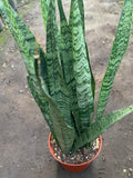 Sansevieria trifasciata Live Plant - 1 Foot Tall Snake Plant in 6" Pot - Indoor Air Purifier - Mother-in-Law's Tongue