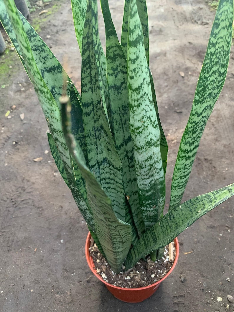 Sansevieria trifasciata Live Plant - 1 Foot Tall Snake Plant in 6" Pot - Indoor Air Purifier - Mother-in-Law's Tongue