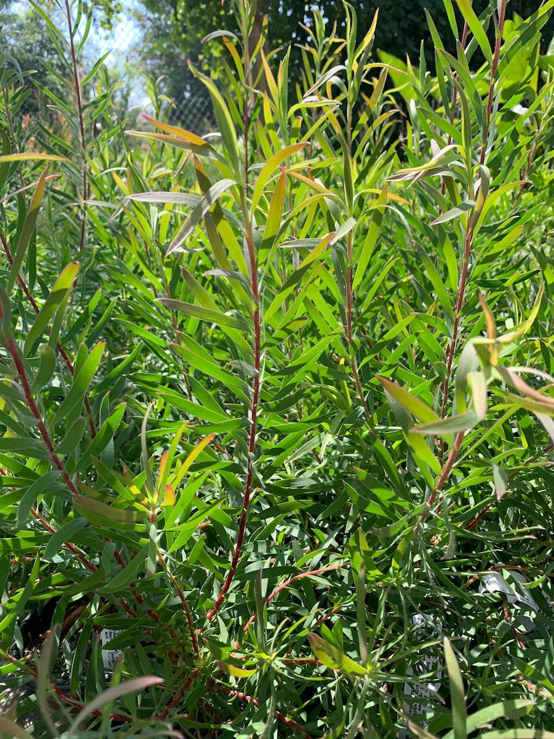Leucadendron 'Chief' Live Plant in 6" Pot - South African Shrub with Red Growth & Winter Bracts