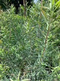 Leucadendron 'Little Red' Live Plant in 6" Pot – Red and Cream Flowers, Evergreen Shrub, Leucadendron Salignum Hybrid