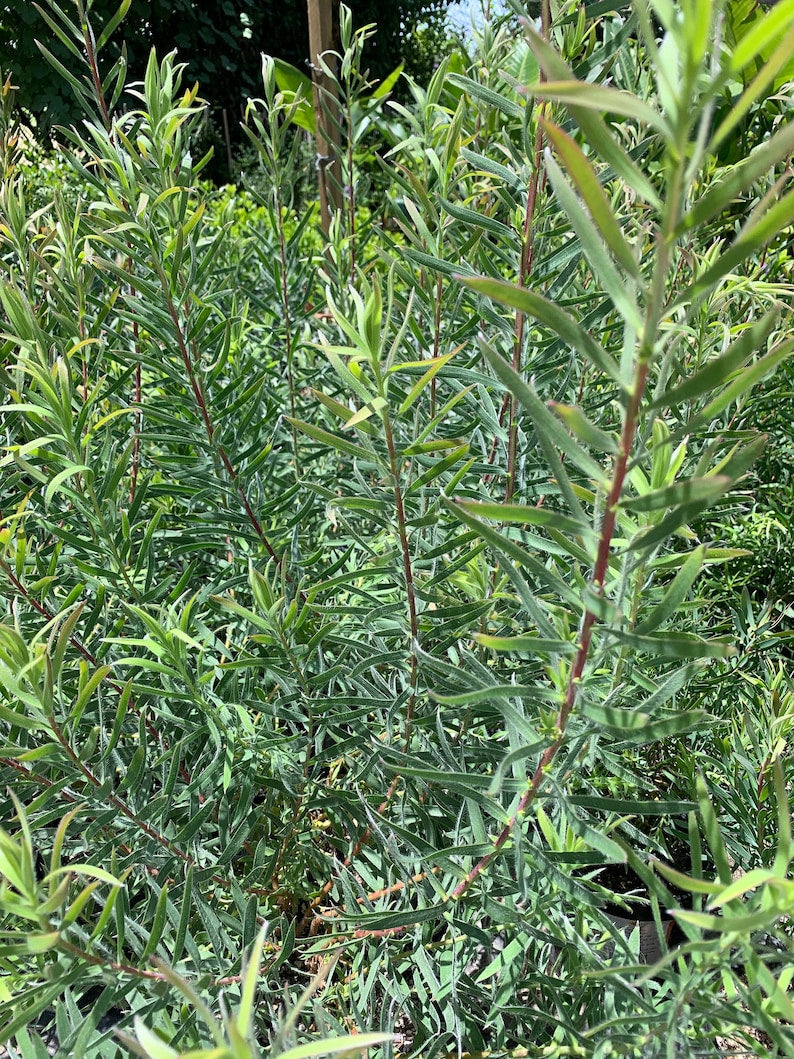 Leucadendron 'Little Red' Live Plant in 6" Pot – Red and Cream Flowers, Evergreen Shrub, Leucadendron Salignum Hybrid