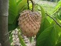 Lisa Atemoya Fruit Tree Grafted Live Plant – Annona squamosa Hybrid in 6-Inch Pot
