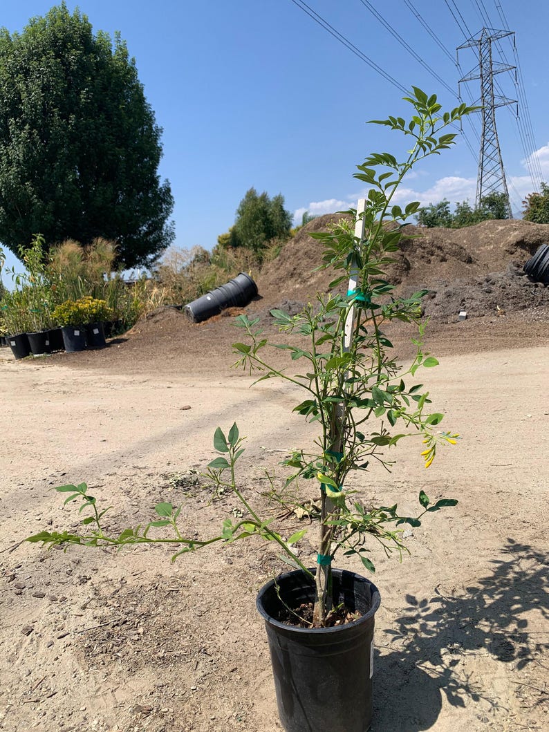 Live Jasmine Plant 2ft in 6” Pot, Jasminum humile ‘Revolutum’, Fragrant Yellow Evergreen Flowering Shrub