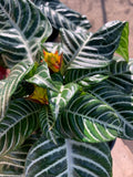 Zebra Plant 6-Inch Pot Aphelandra squarrosa Tropical Foliage Houseplant, Indoor Decorative Green Plant