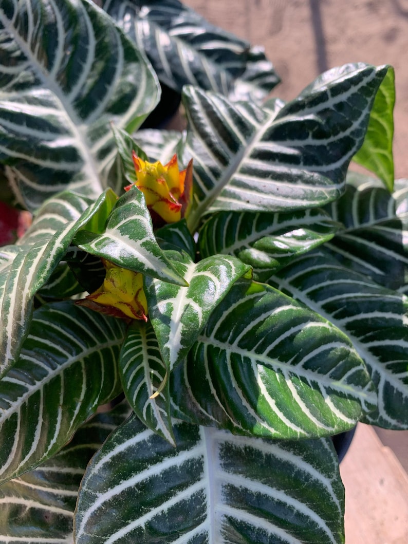 Zebra Plant in 6-Inch Pot | Aphelandra squarrosa Indoor Houseplant with Striking Foliage
