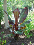 Red Leaf Banana Plant - 1 Gallon Pot - Ensete ventricosum 'Maurelii' - Tropical Foliage for Patio Gardens