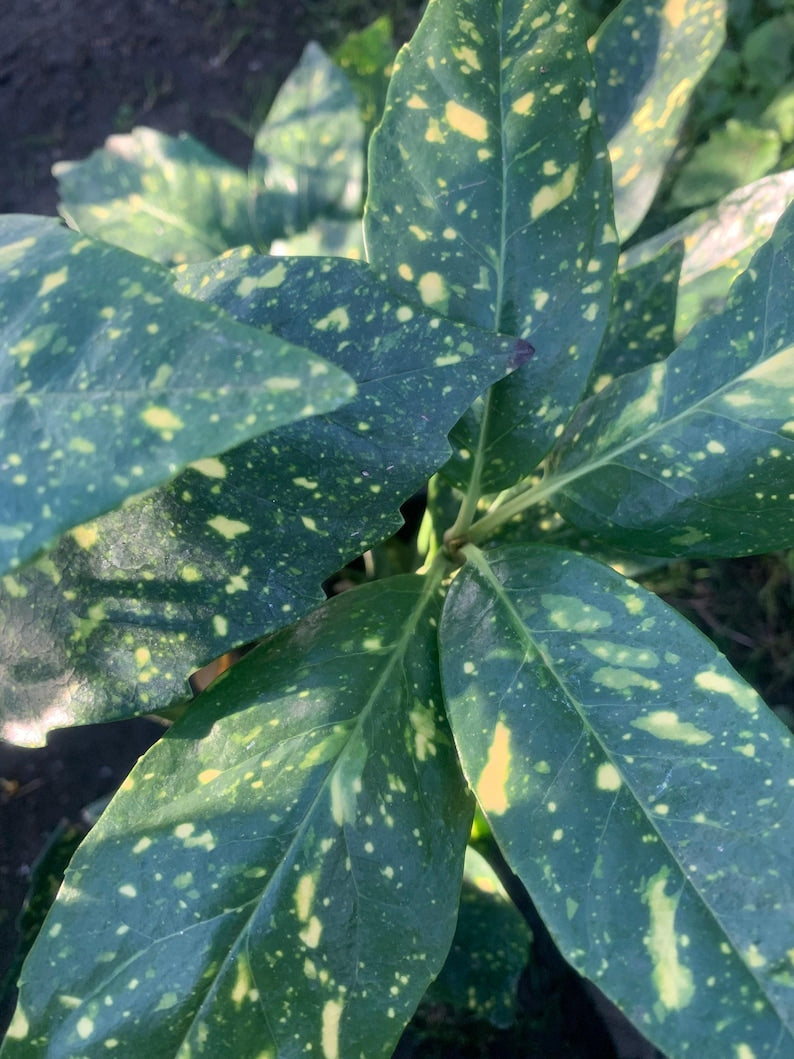 Gold Dust Plant in 6-Inch Pot, Variegated Aucuba japonica ‘Variegata’ with Yellow and Green Leaves