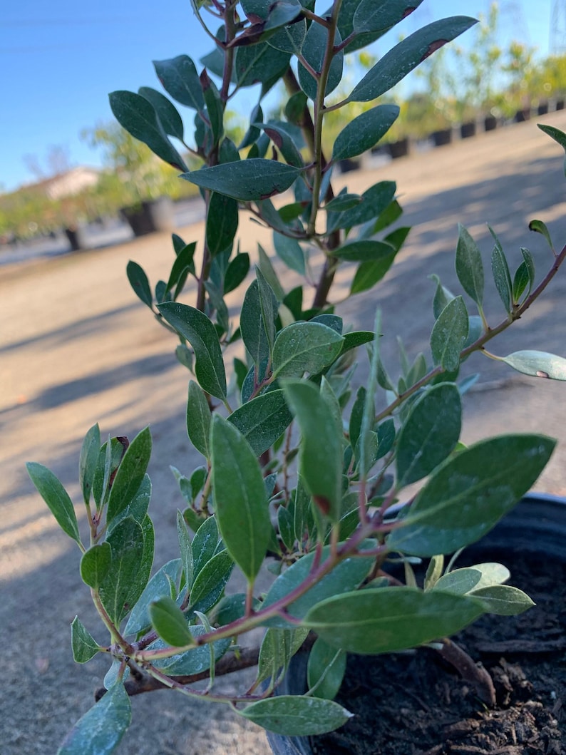 Arctostaphylos Howard McMinn Shrub 6" Pot Pink Flowers Bright Green Foliage Red Bark Landscape Plant