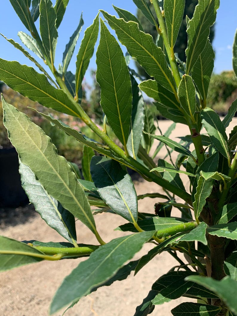 Live Little Ragu Sweet Bay Plant in 6” Pot – Aromatic Laurus nobilis for Cooking & Garden