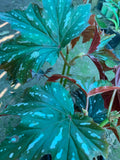 Begonia Live Plant in 6" Pot - Sophie Cecile - Evergreen with Silver Pink Leaves & Rose Pink Flowers - Indoor Outdoor Garden