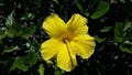 Yellow Hibiscus Live Plant in 6" Pot – Hibiscus rosa-sinensis, Bright Yellow Flowers, Tropical Garden, Container Plant