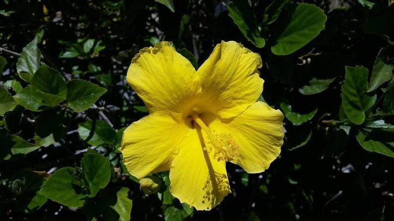 Yellow Hibiscus Live Plant in 6" Pot – Hibiscus rosa-sinensis, Bright Yellow Flowers, Tropical Garden, Container Plant